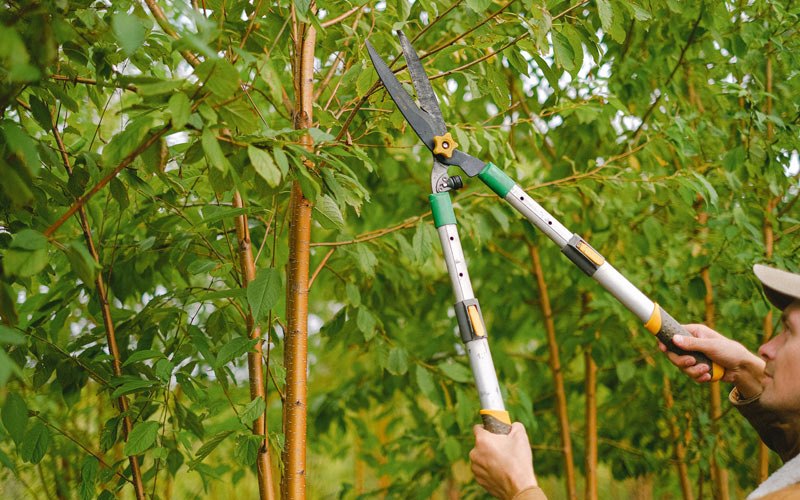 Tree trimming in Wood River, NE